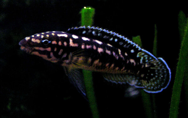 Julidochromis transcriptus