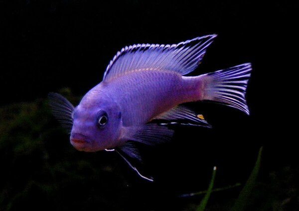 Pseudotropheus socolofi