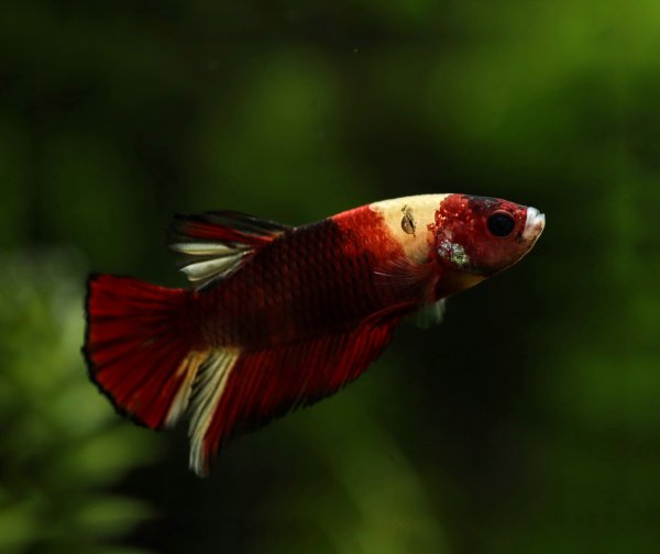 Betta splendens