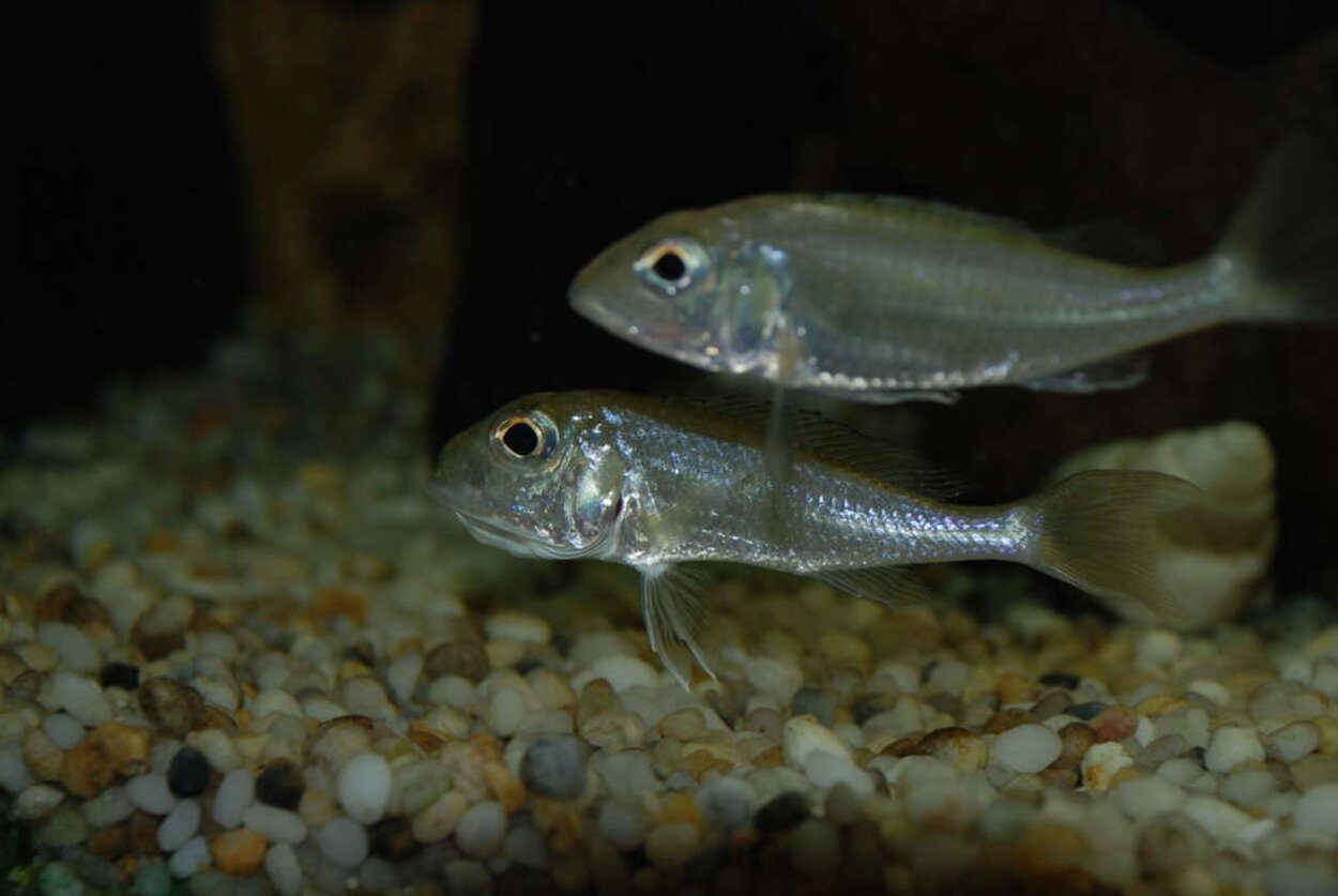 xenotilapia