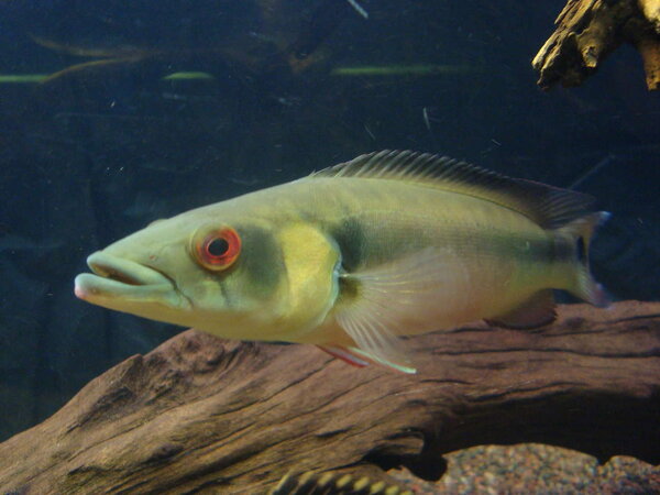 Crenicichla Johanna