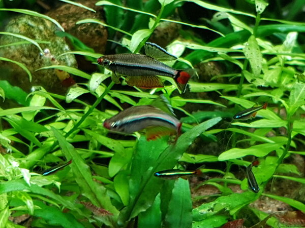 Kardinalfisk (Tanichthys albonubes)