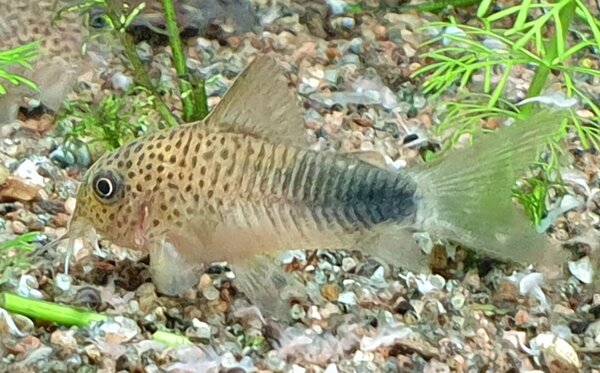 Corydoras similis