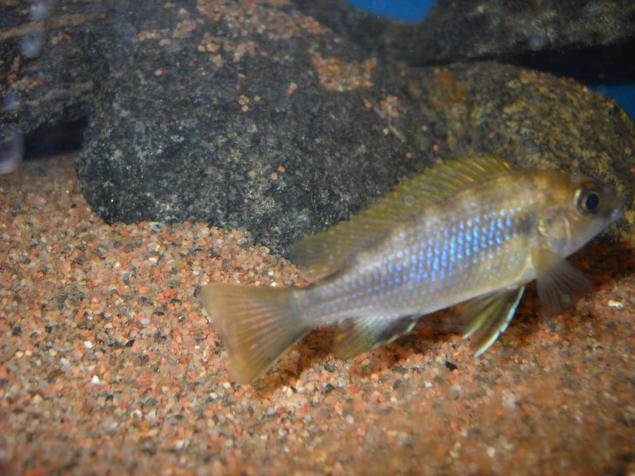 gephyrochromis lawsi