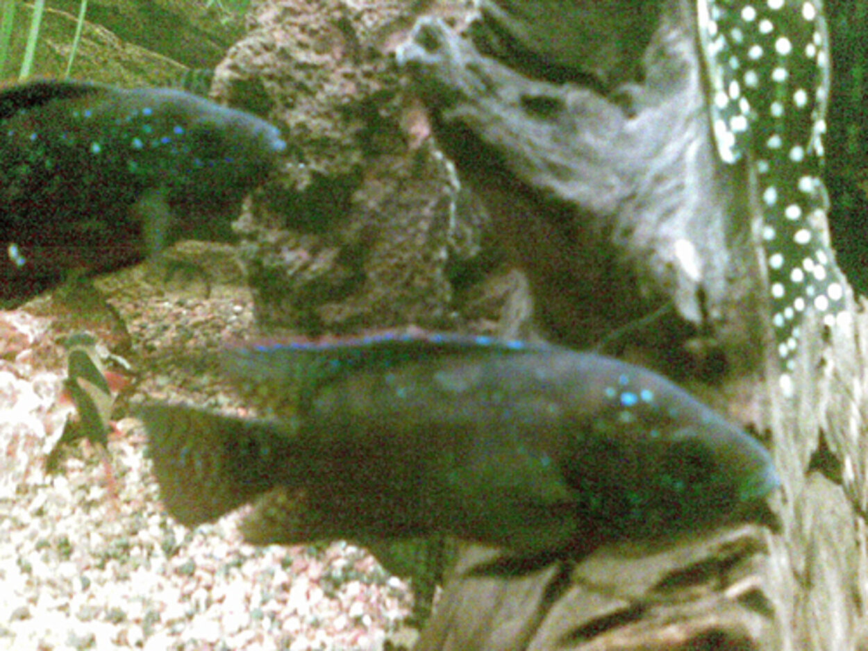 Jack Dempsey - Cichlasoma octofasciatum