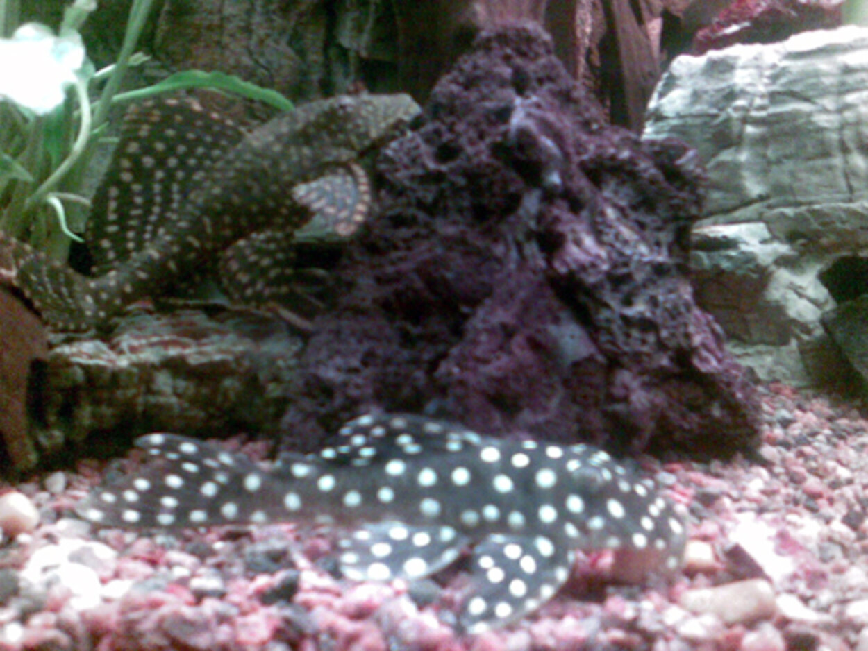 Baryancistrus sp. (L142/LDA33)  Big white spot pleco (snowball)