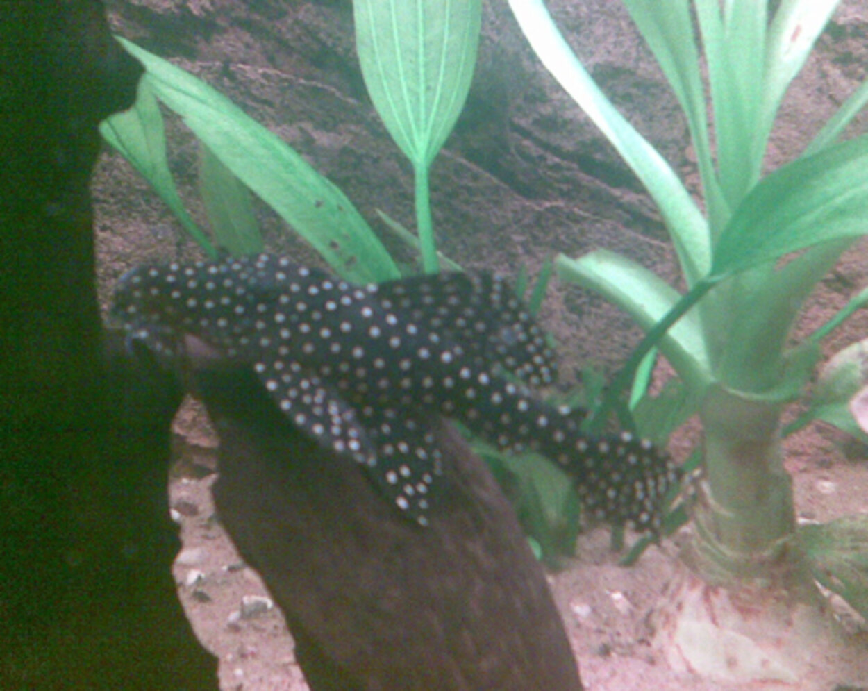 L-029 Vampyrpleco