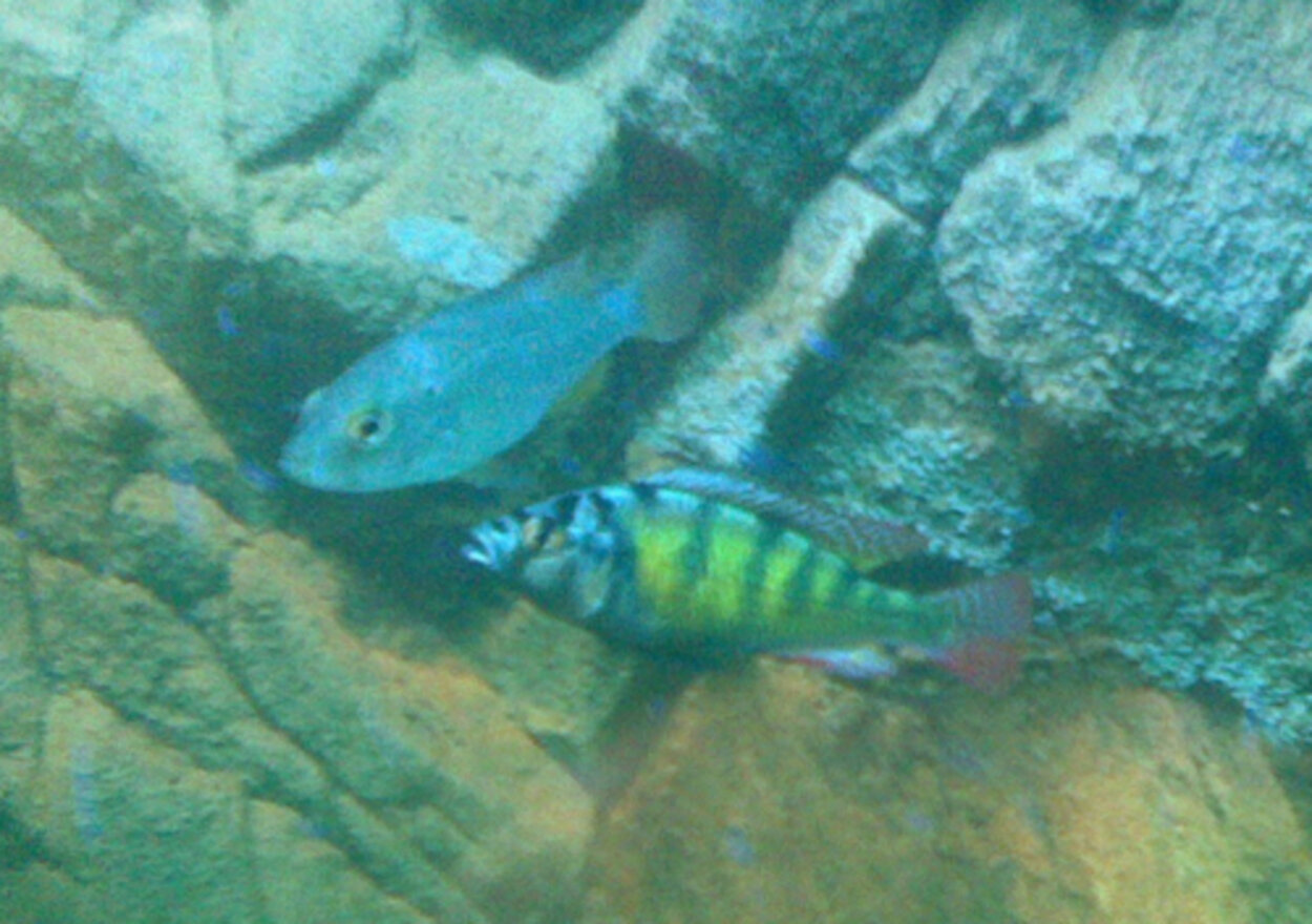 Haplochromis sp. "Thick skin" (CH 44)