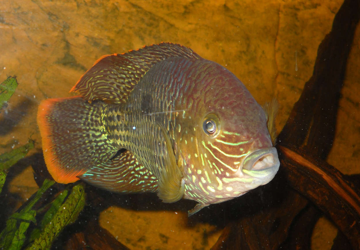 Aequidens rivulatus Guldsömciklid