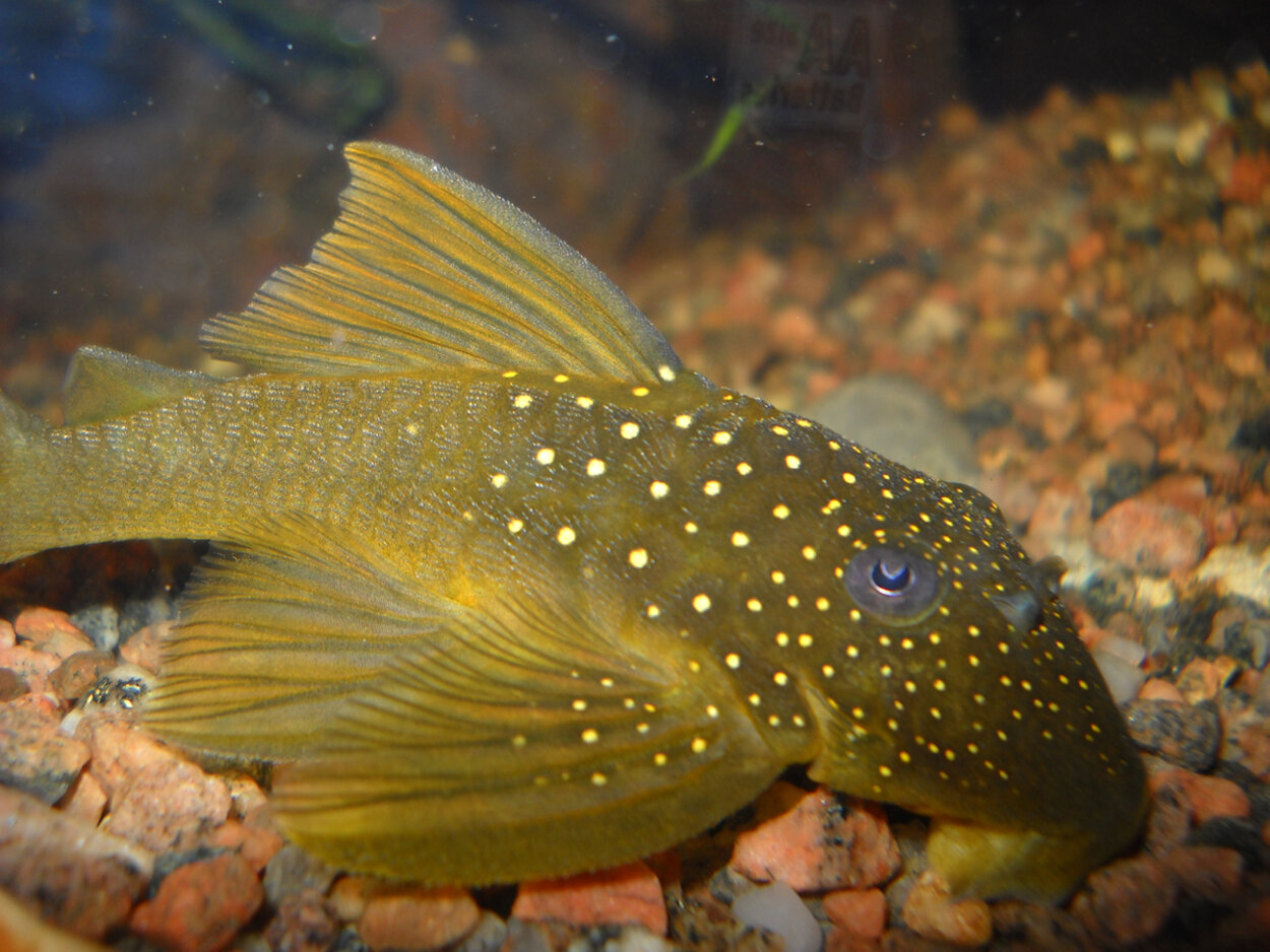 Baryancistrus Demantoides L-200 High Fin