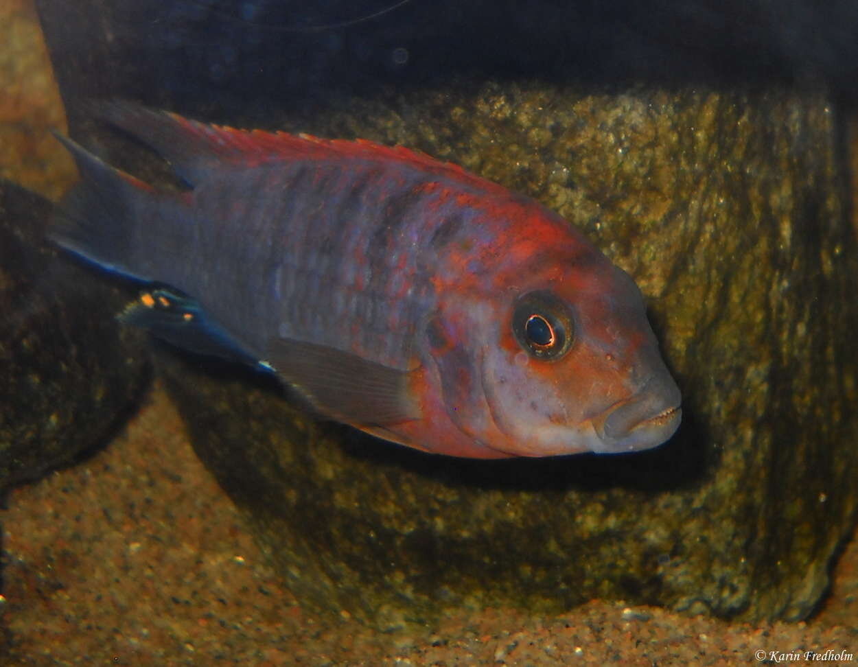 Labidochromis Red Top Hongi