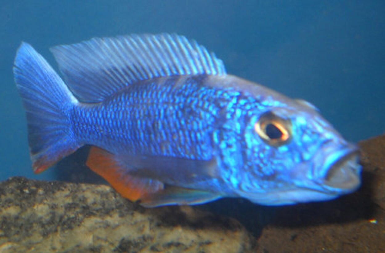 Sciaenochromis fryeri Iceberg