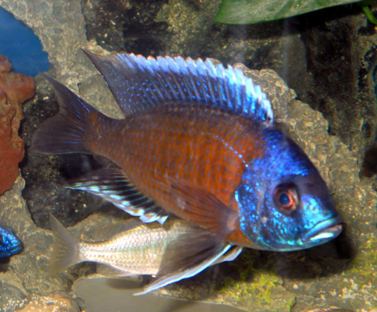 copadichromis borleyi redfin kadango