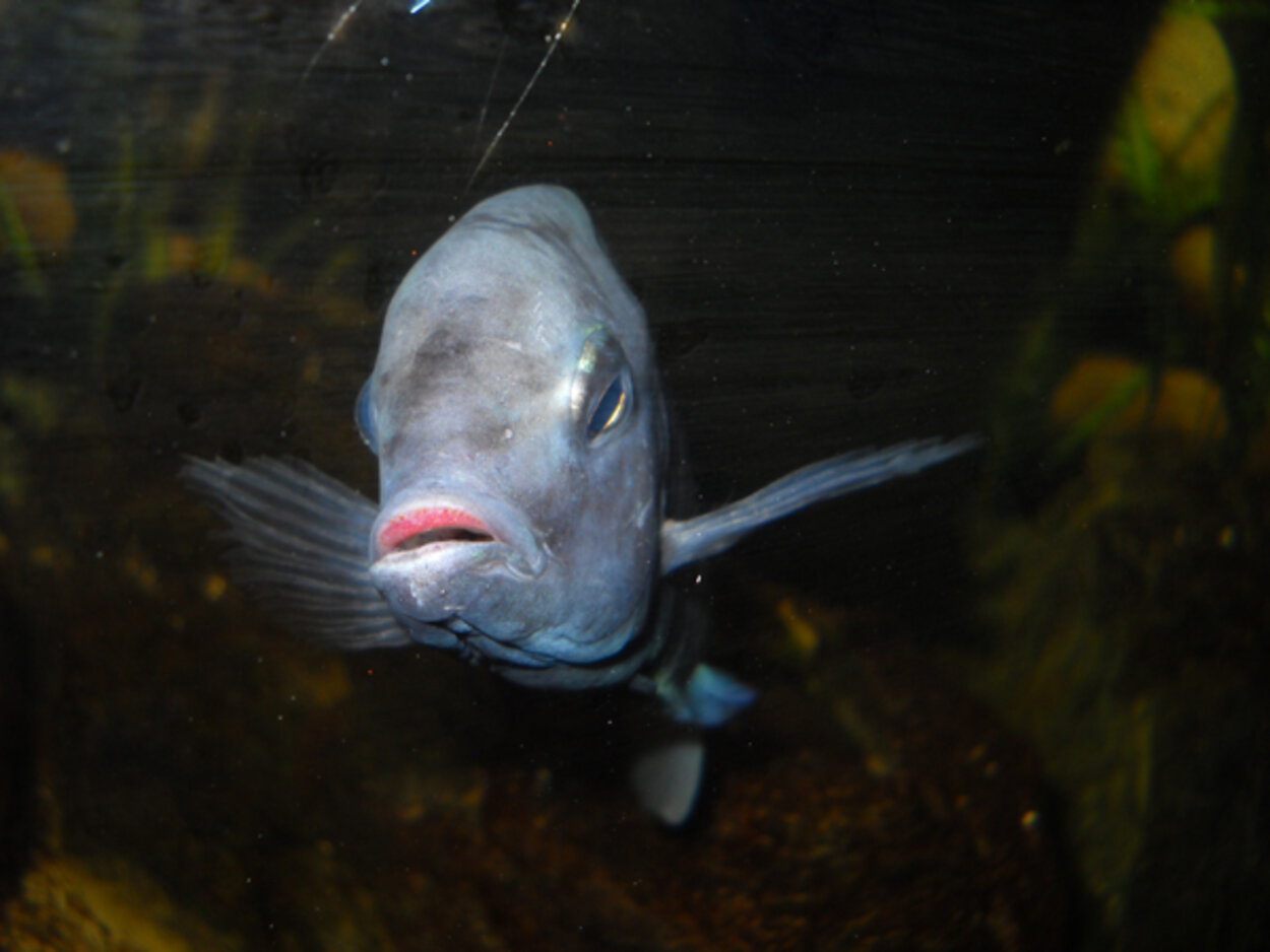 Cyrtocara moorii Blå Delfinciklid