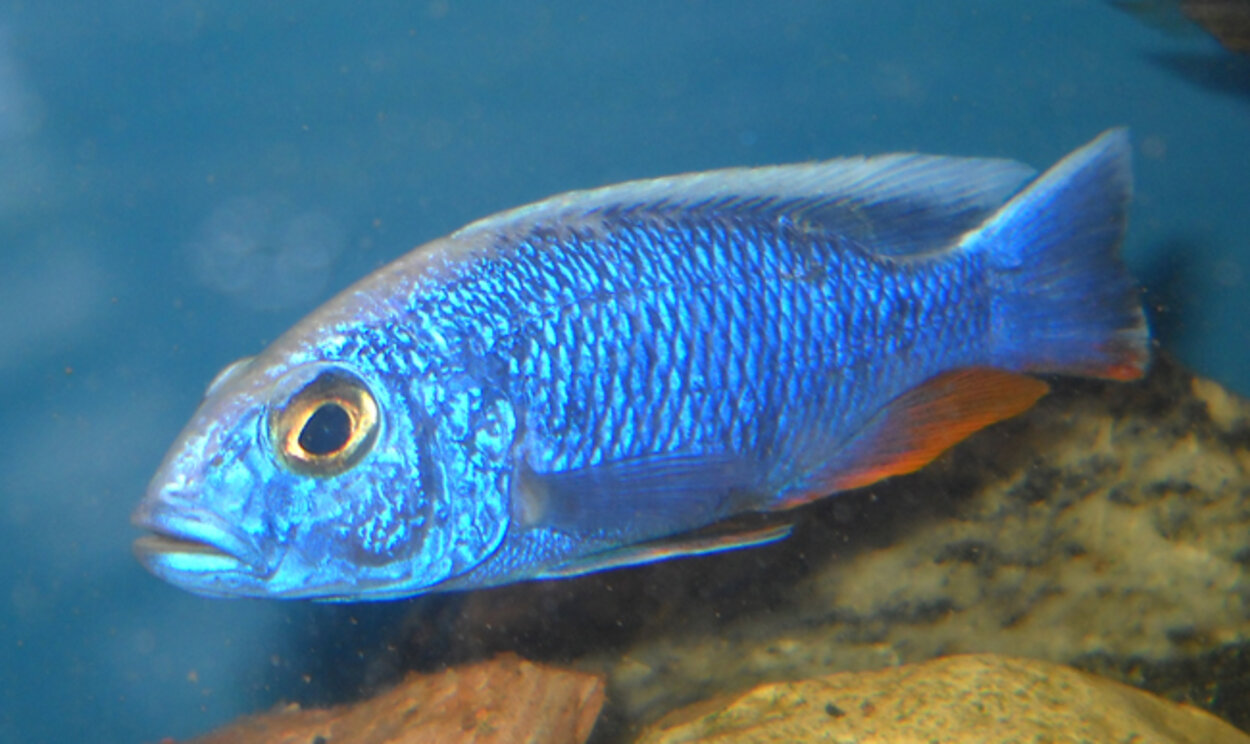 Sciaenochromis fryeri Iceberg