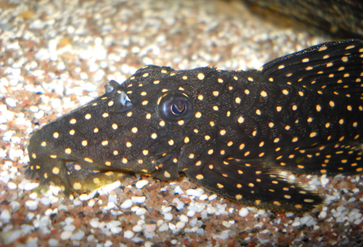 L-029 Leporacanthicus cf. galaxias (Vampyrpleco)