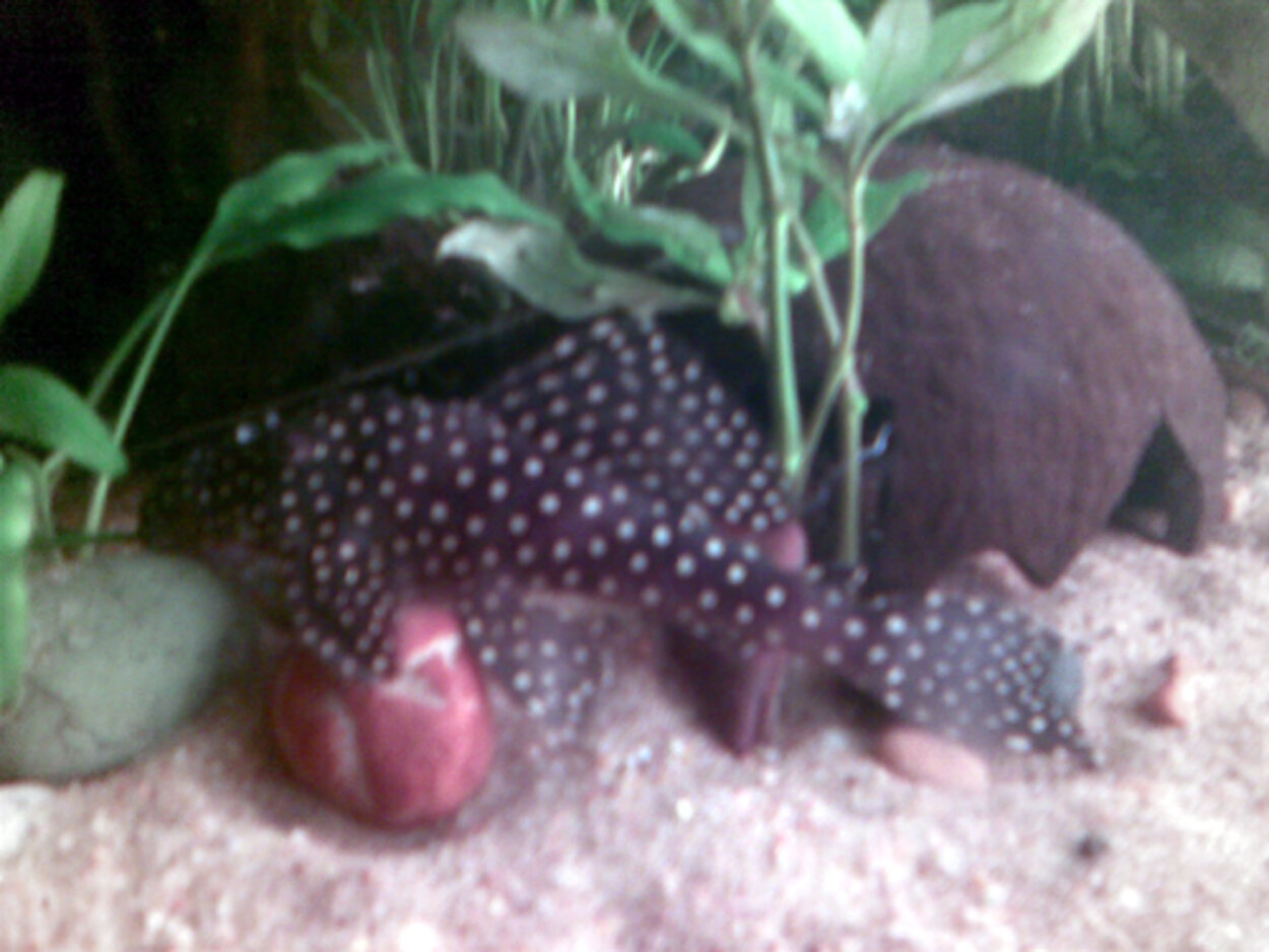 L-029 Vampyrpleco