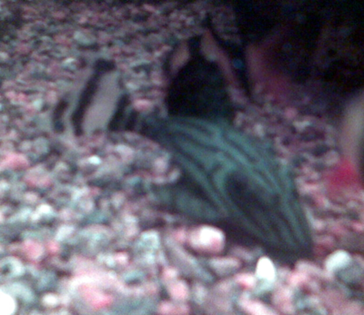 Panaque sp. (L191)  Dull eyed Royal Pleco