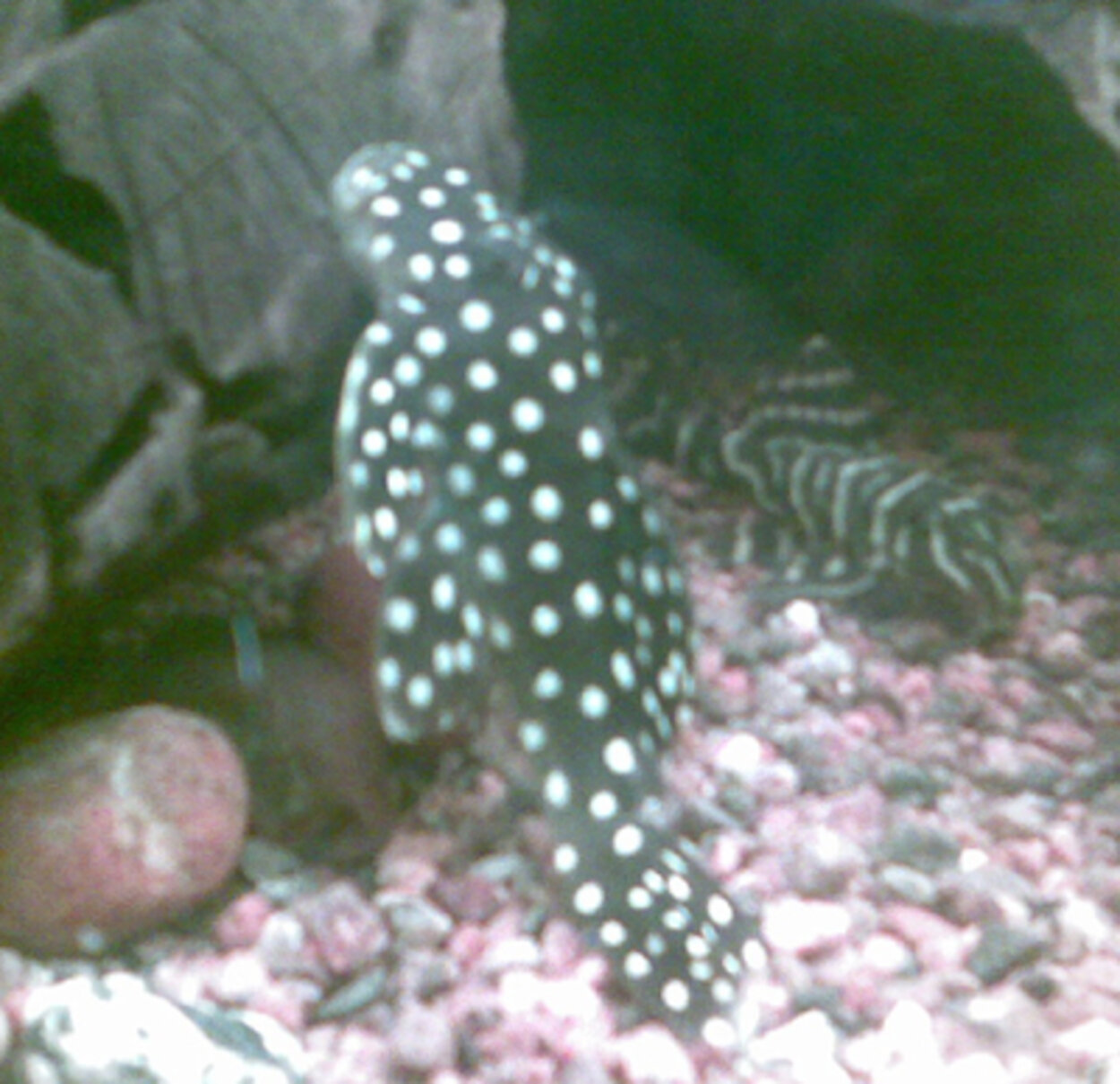 Baryancistrus sp. (L142/LDA33)  Big white spot pleco (snowball)