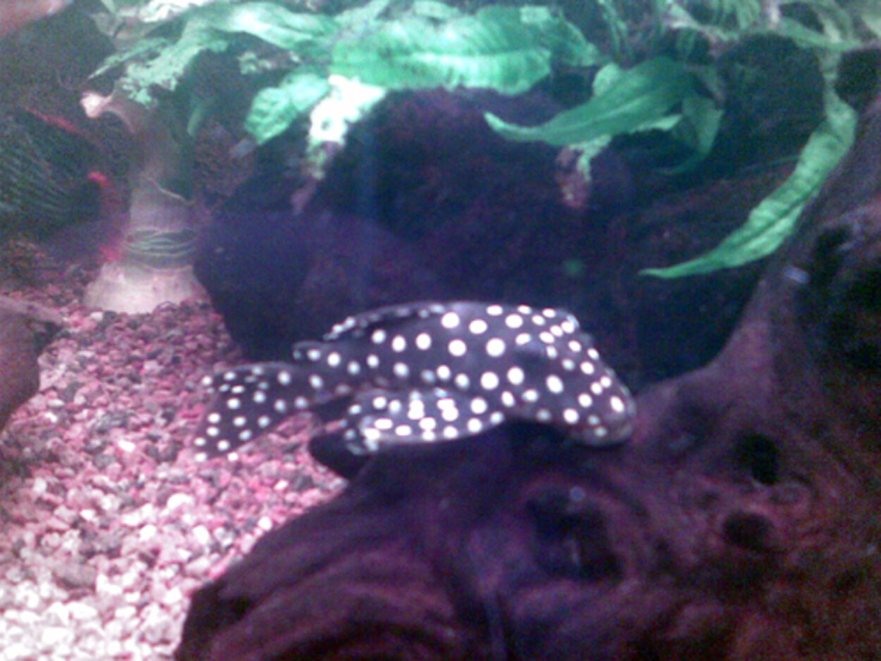 Baryancistrus sp. (L142/LDA33)  Big white spot pleco (snowball)