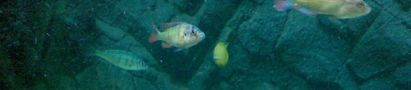 Haplochromis sp. "Thick skin" (CH 44) + Astatotilapia Nubila