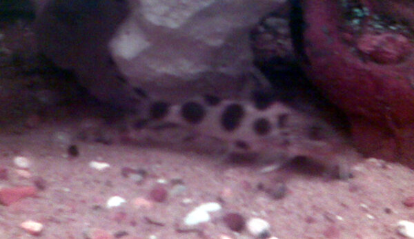 Synodontis Valentiana