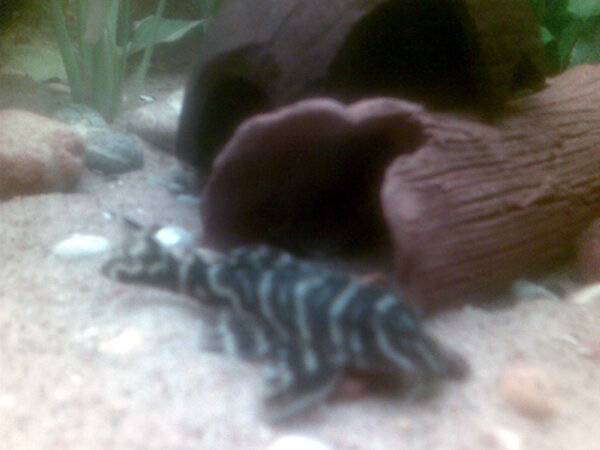 Hypancistrus sp. (L316) Jari zebra Pleco