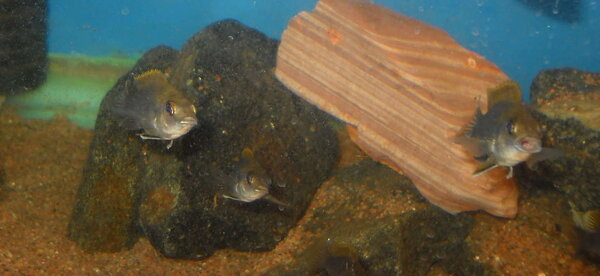 gephyrochromis lawsi