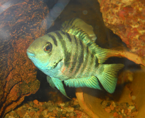 Archocentrus sp. Honduran Red Point Female