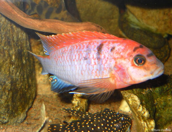 Labidochromis Red Top Hongi