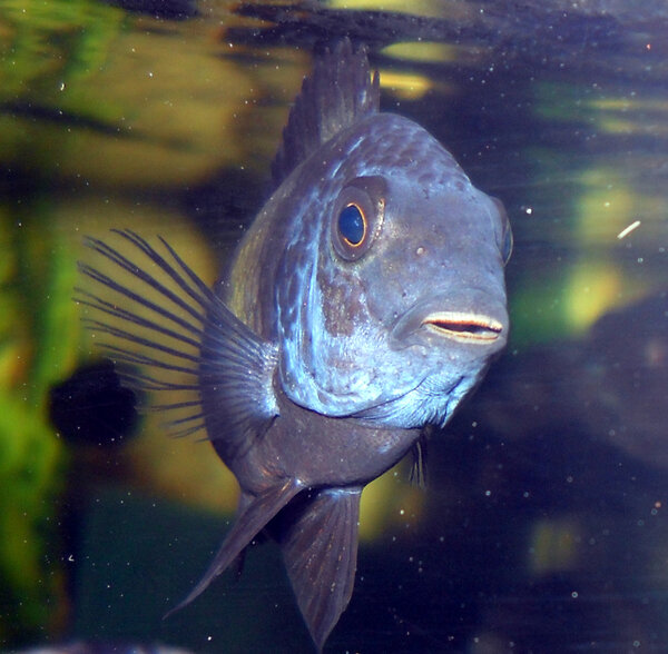 Tropheus Duboisi Maswa