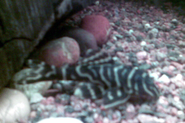 Hypancistrus sp. (L316) Jari zebra Pleco