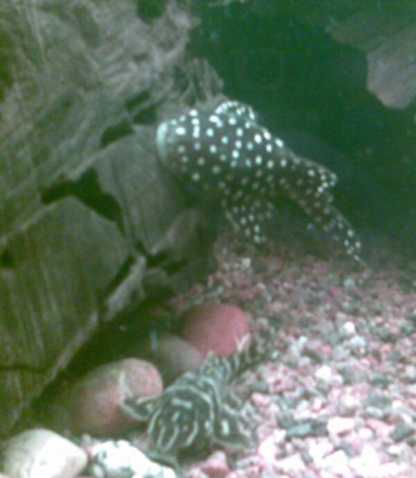 Baryancistrus sp. (L142/LDA33)  Big white spot pleco (snowball)