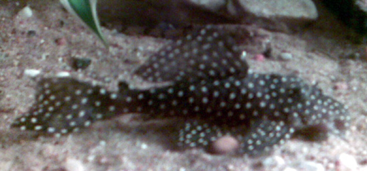 Vampyrpleco L-029