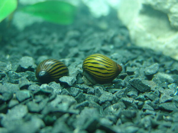 Neritina natalensis, zebra snigel