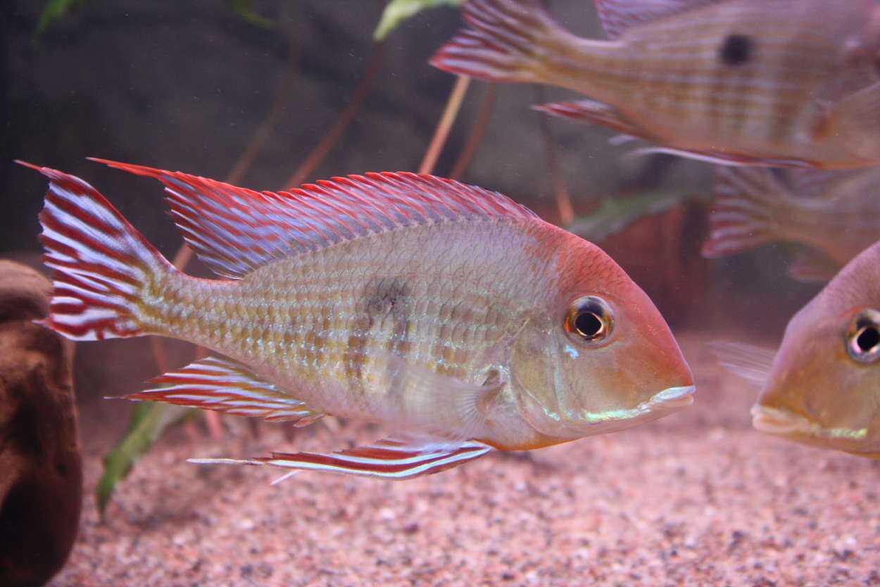 Tapajos Orange head