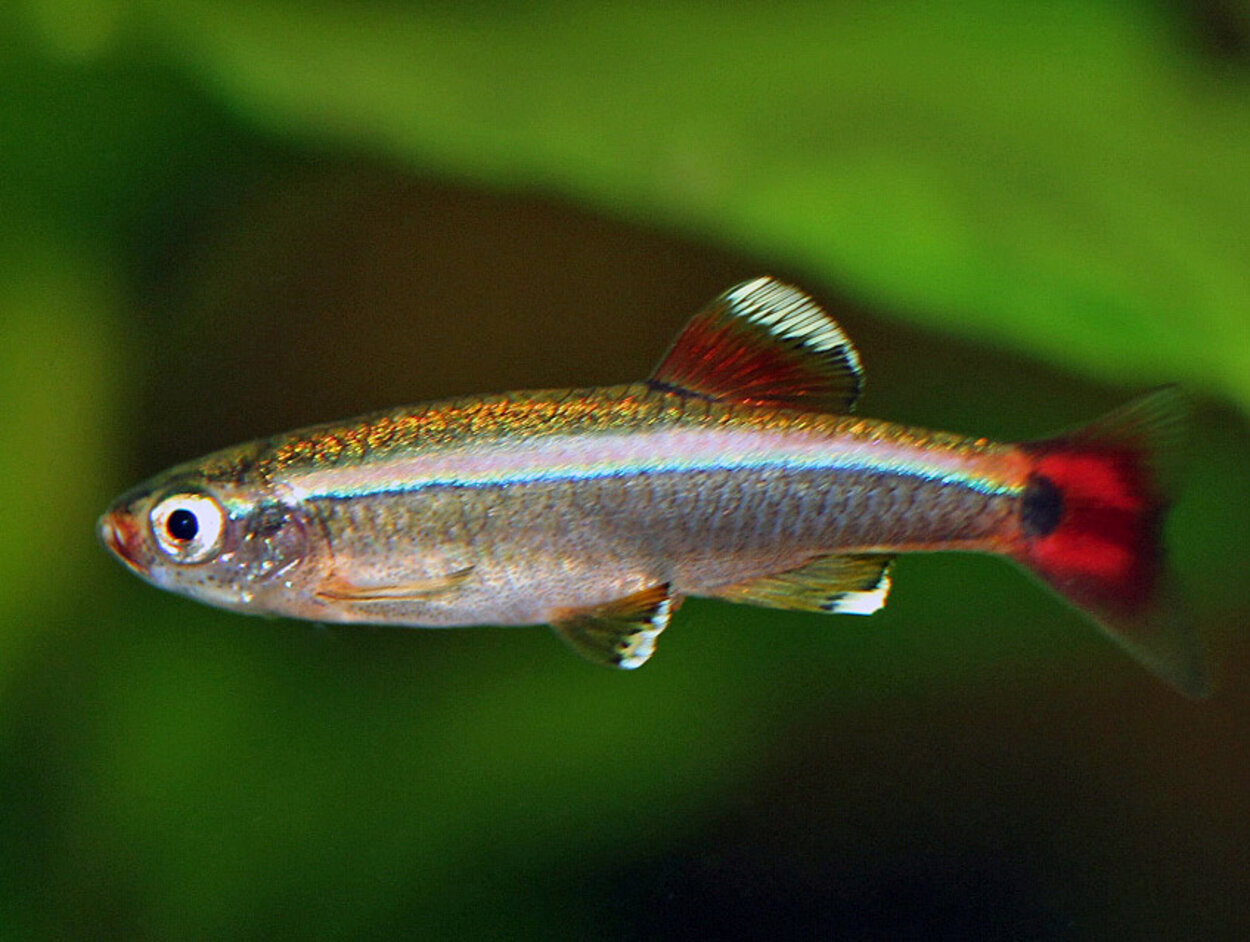 Tanichthys albonubes