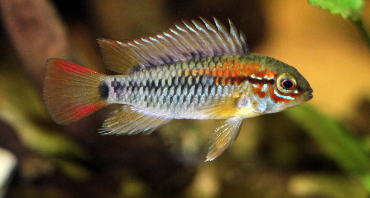 Apistogramma Viejita/Macmasteri