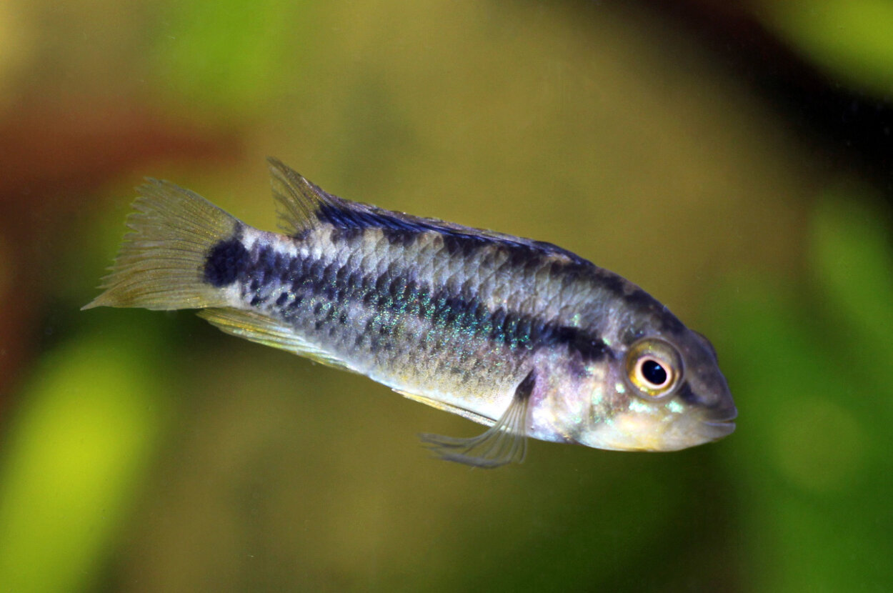 Apistogramma atahualpa hona