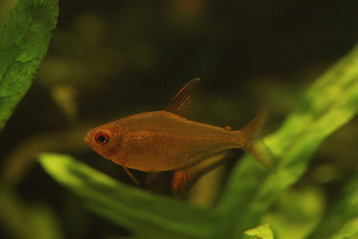 Hyphessobrycon pulchripinnis 