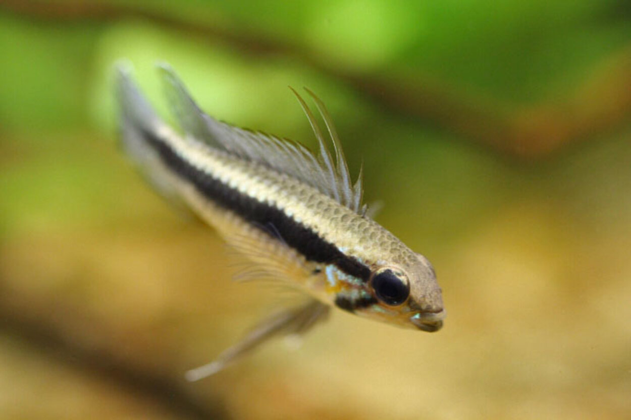 Apistogramma Elizabethae wild, hane