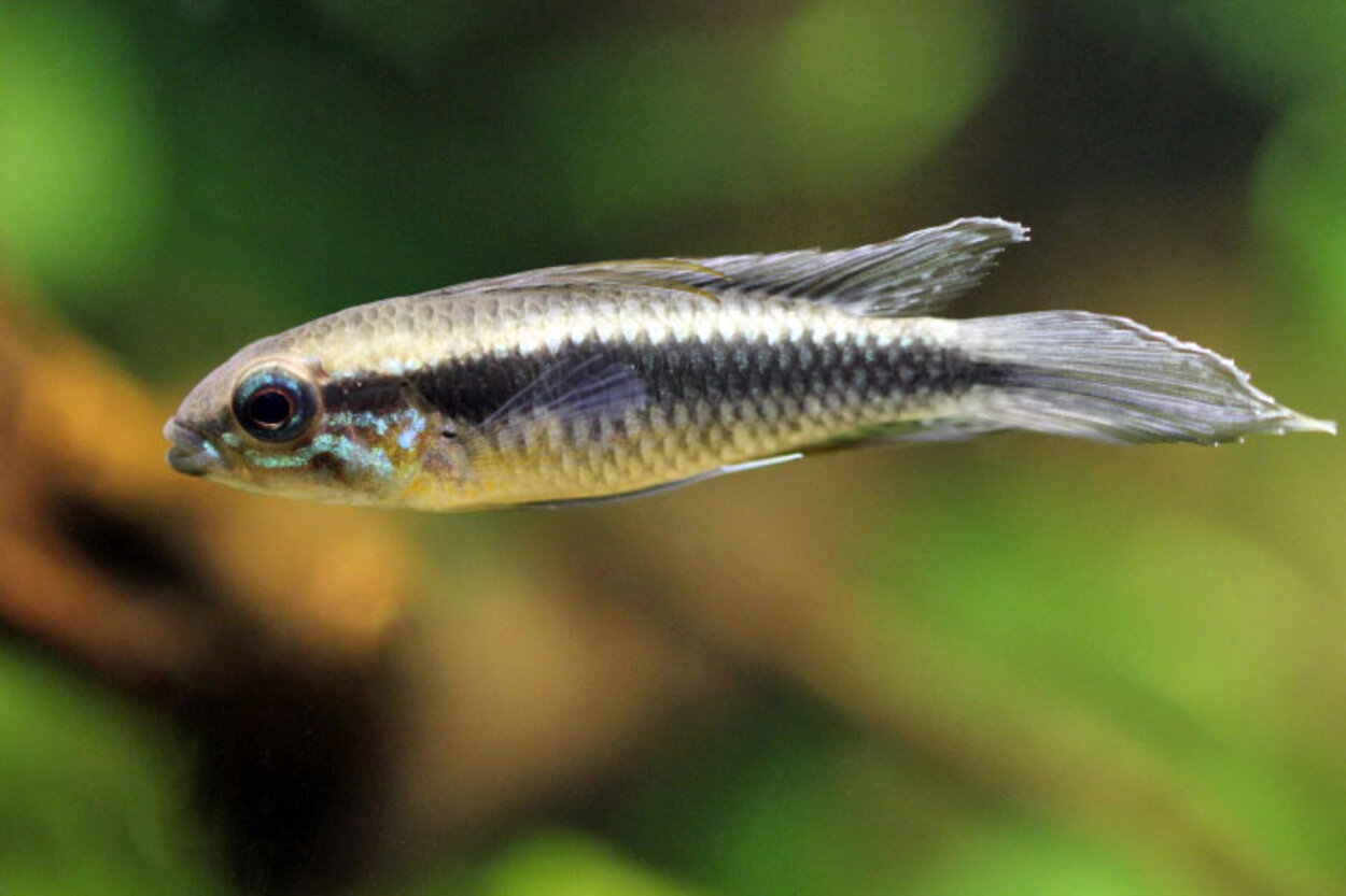 Apistogramma Elizabethae wild, hane