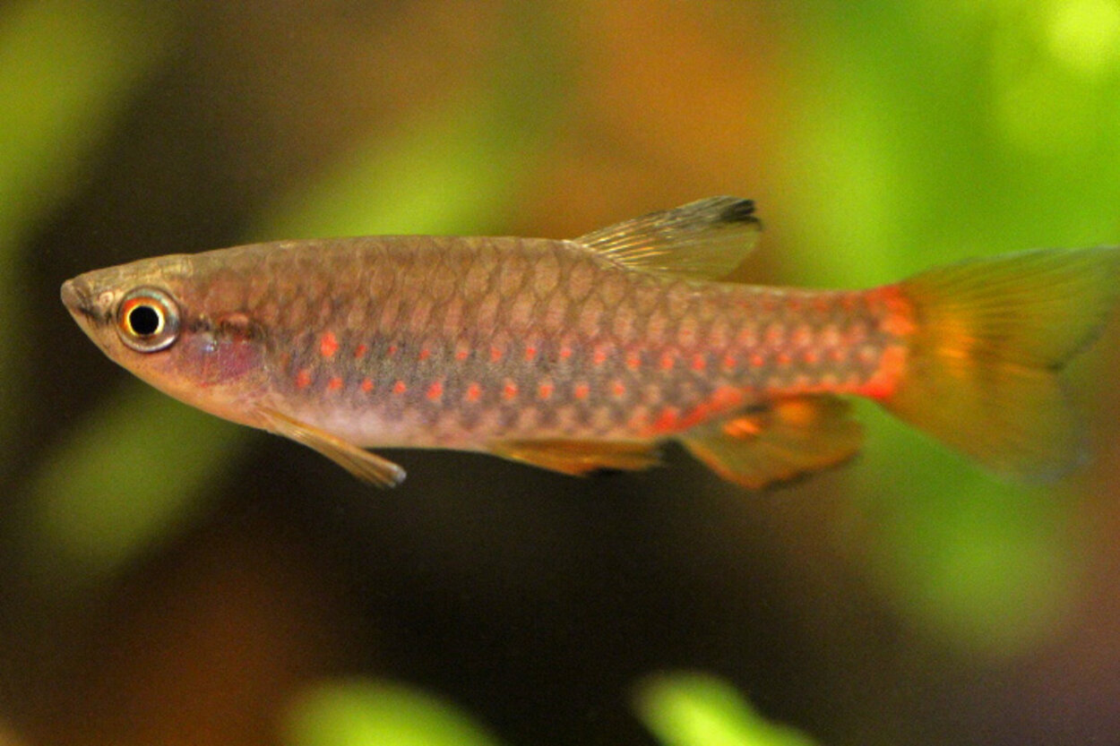 Pyrrhulina obermulleri