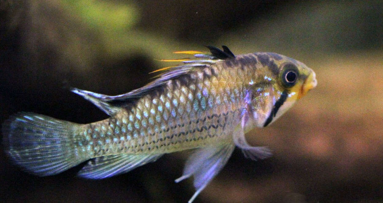 Apistogramma Norberti VF