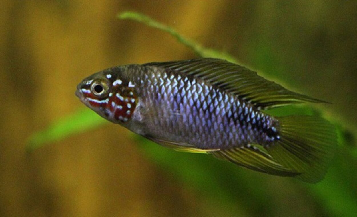 Apistogramma Borellii