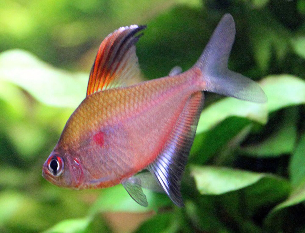 Hyphessobrycon erythrostigma