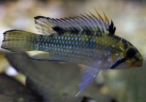 Apistogramma Norberit VF.