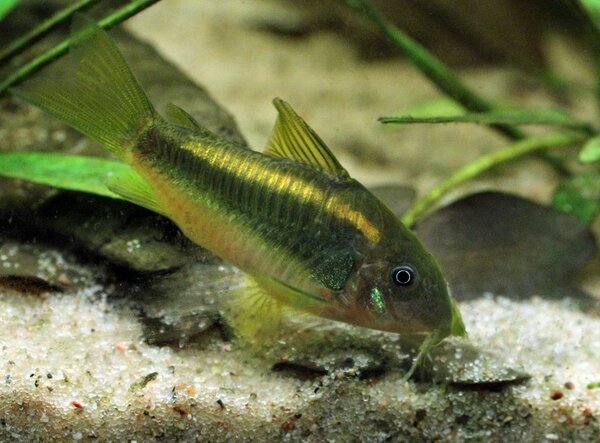 Corydoras sp. golden stripe