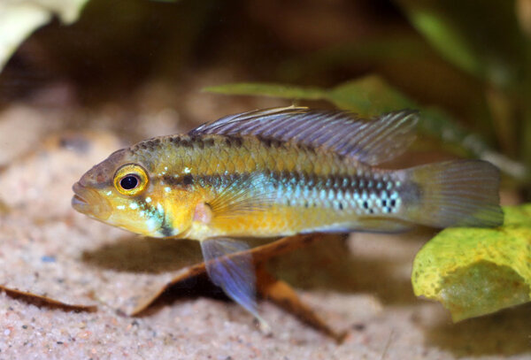 Apistogramma atahualpa hane