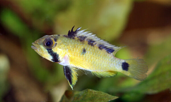 Apistogramma atahualpa hona